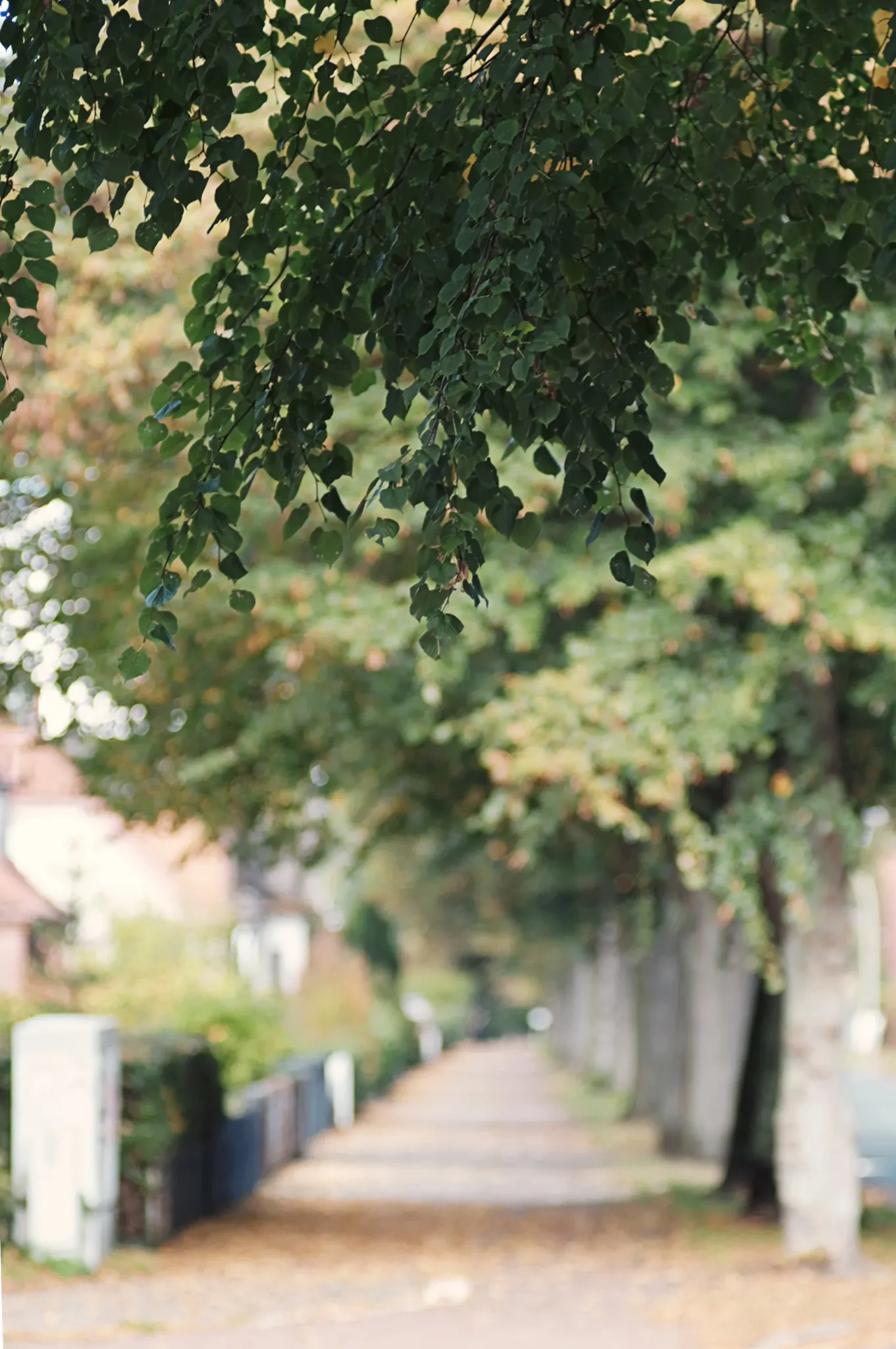 Autor: © Korneli Nastas. Alle Rechte vorbehalten.